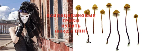 прущие грибы Абаза