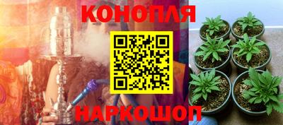прущие грибы Шахты
